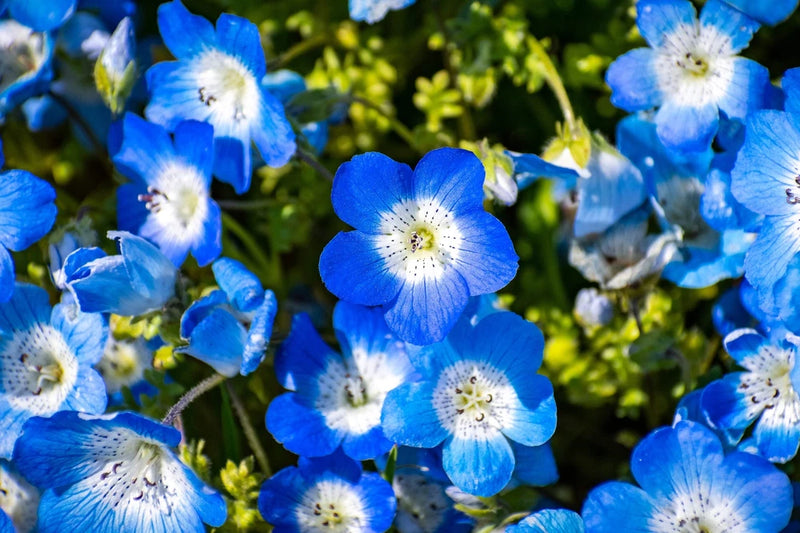 250 BABY BLUE EYES Nemophila Menziesii Fragrant Butterfly Flower Seeds Flowering Plants