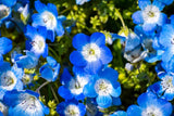 250 BABY BLUE EYES Nemophila Menziesii Fragrant Butterfly Flower Seeds Flowering Plants