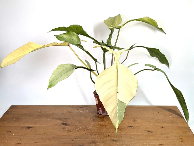 Variegated mint philodendron plant in pot with pale yellow-green leaves