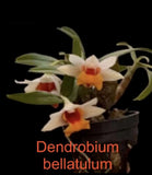 Dendrobium bellatulum Mounted Bloom size Orchids