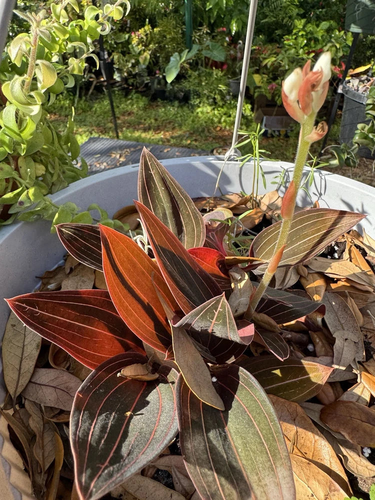 Variegated orchid plant with pointed leaves, orange, copper, and dark green