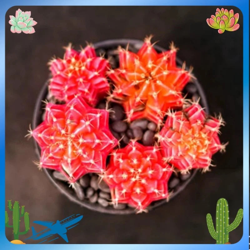 Variegated Gymnocalycium cactus plants with red-orange spines in a small pot