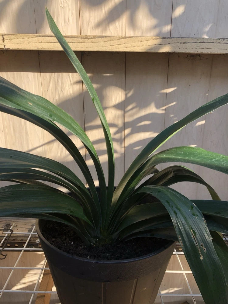 Bush lily live plant with long green strap leaves in a black pot