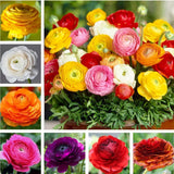 Mixed Peony Ranunculus Bulbs- Persian Buttercup -10 Corms Bulbs Flowering Blooms Ranunculus
