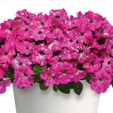 1 Set 2 Petunia Pink Sky Live Starter Plants, Size 4"Pot, 4-6"Tall, Ship No Pot Flowering Plants