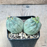 D6192 EUPHORBIA OBESA DICHOTOMIC pot8-H5-W10 cm MaMa Cactus Green Plant