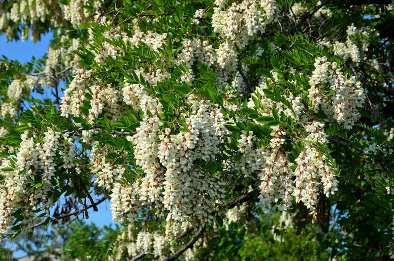 25 Flowering BLACK LOCUST TREE (Yellow Locust / False Acacia) Robinia Pseudoacac Flowering Plants