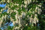 25 Flowering BLACK LOCUST TREE (Yellow Locust / False Acacia) Robinia Pseudoacac Flowering Plants