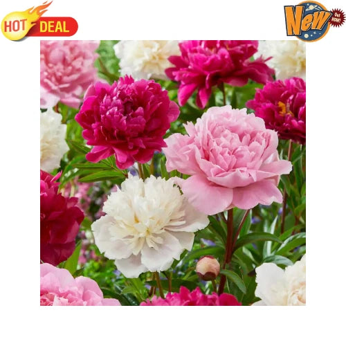 Pink and white peony blooms from mixed bare-root flower bulbs