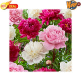 Pink and White Peony Mixed Flower Bulbs Bare Roots Live Plants Bag of 3 Garden Garden Plants