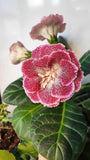 Doted Maroon Gloxinia Double Holland Bulbs Pack of 5 for Home Gardening Flowering Plants
