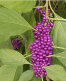 ORGANIC AMERICAN BEAUTY BERRY BEAUTYBERRY CALLICARPA AMERICANA SEEDS. 100+ Garden Plants
