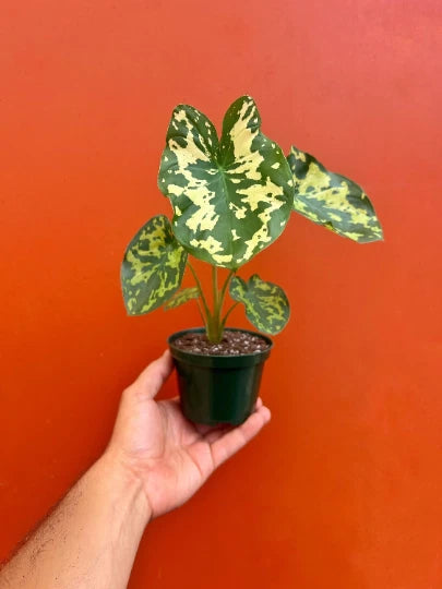 Potted alocasia plant in black 4 in pot, green leaves with cream speckles