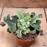 D7661 KALANCHOE BEHARENSIS pot10-H9-W17 cm MaMa Cactus Green Plant