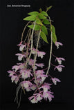 Dendrobium Bohemian Rhapsody Ð Deciduous Broadleaf Flowering Orchid, Mounted Orchids