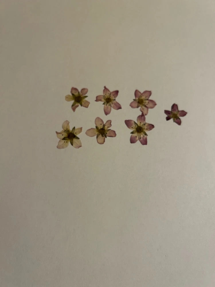 Pressed dried pink and purple saxifraga flowers, scattered set