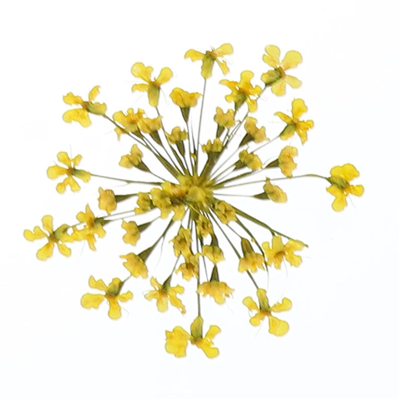 Pressed lemon-yellow dried flowers with small starburst-like cluster