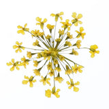 24Pcs Dried Pressed Flowers, Lace Flowers for DIY Making, Lemon Yellow Dried Flower