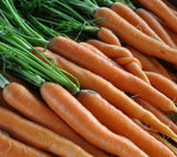 SCARLET NANTES CARROT SEEDS 1000+ vegetable GARDEN salad SOUPS FREE SHIPPING Garden Plants
