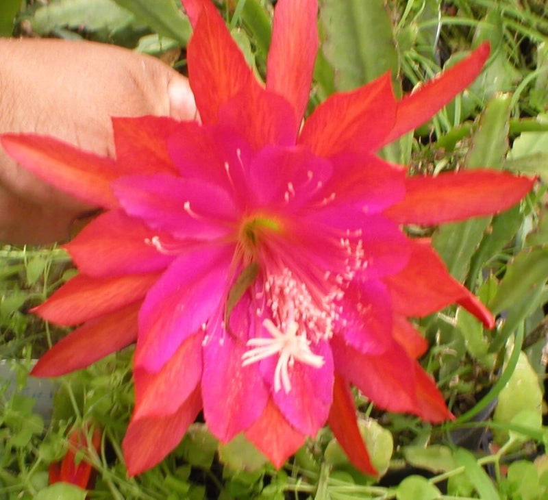 Neon Smile orchid cactus flower with bright pink and red layered petals