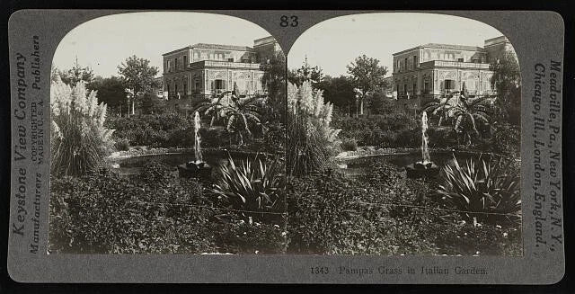 Photo:Pampas grass in Italian garden Pampas Grass