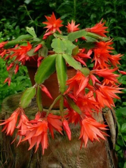 Epiphyllum orchid cactus cutting with orange-red hanging blossoms