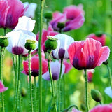 Mixed Solid Colors Poppy Garden Pack Seeds 10,000+ Organic Seeds For Planting Garden Plants