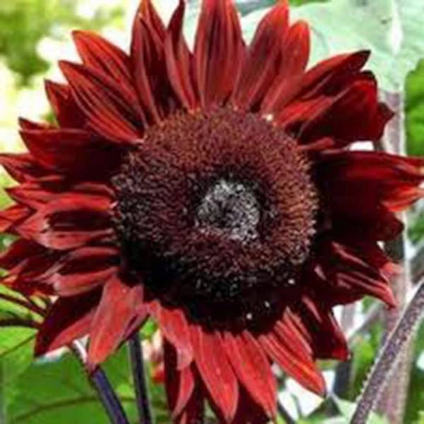 SUNFLOWER, RED SUN, 100 SEEDS BEAUTIFUL BRIGHT RED BLOOMS Sunflower
