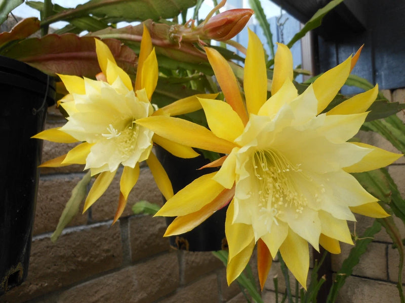 Lemon yellow orchid cactus flowers with layered petals and pale centers