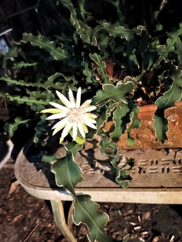 Night blooming orchid cactus with white flower and green wavy pads in a pot
