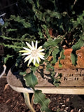 Curley Sue Night Blooming Orchid Cactus (Epiphyllum Guatemalense Monstrose) Orchids
