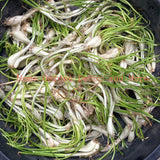 5 root bulbs C_ Ki_u Allium chinense Rakkyo sakurab Chinese Onion Leek jiaotou Orchids