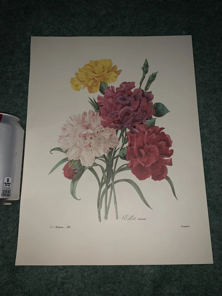 P J REDOUTE Most Beautiful Flowers BOOK PLATE Print # 89 OEILLET Varie CARNATION Carnation