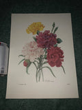 P J REDOUTE Most Beautiful Flowers BOOK PLATE Print # 89 OEILLET Varie CARNATION Carnation