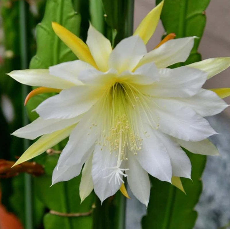 White epiphyllum orchid cactus flower with large star-shaped petals and yellow center