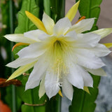 Live White Epiphyllum Orchid Cactus Ð 4-6" Tall Ð Cutting Ð Fresh Ð No Pot Orchids