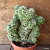 D4834 POLASKIA CHICHIPE CRESTED pot20-H34-W34 cm MaMa Cactus Green Plant
