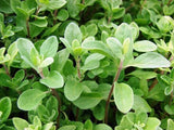 3 Live Sweet Marjoram Plants, 2Ð6" Tall, Rooted in Soil, No Pot, Perennial Herb Garden Plants
