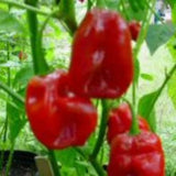 25 + seeds Habanero Red Savina hot pepper garden planting spicy food Garden Plants