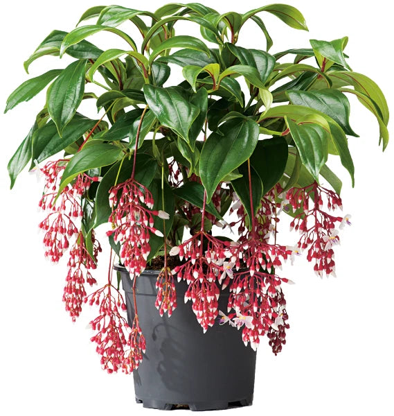 Medinilla orchid plant with glossy green leaves and cascading red hanging flowers, in pot