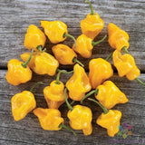 25+ Trinidad Perfume Hot Pepper Seeds for Garden Planting - USA - FREE SHIPPING! Garden Plants