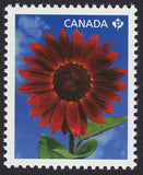 RED SUNFLOWER * Stamp from Souvenir sheet * Canada 2011 #2440a MNH Sunflower