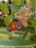Common Milkweed, Monarch Butterfly Host, Free Shipping, ~100+ seeds Flowering Plants