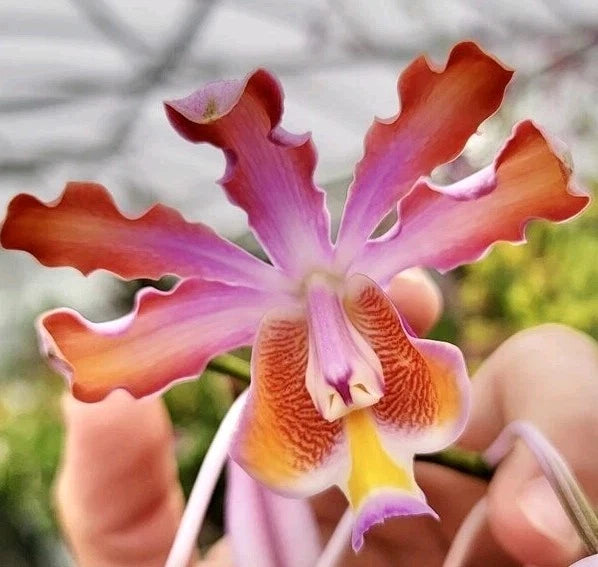 Myrmecophila tibicinis (Species) Mounted Seedling Orchids