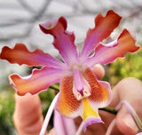 Myrmecophila tibicinis (Species) Mounted Seedling Orchids
