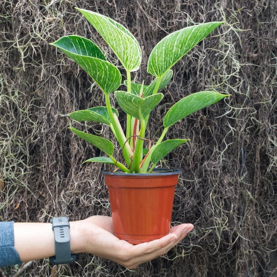Variegated philodendron in terracotta pot with upright green leaves