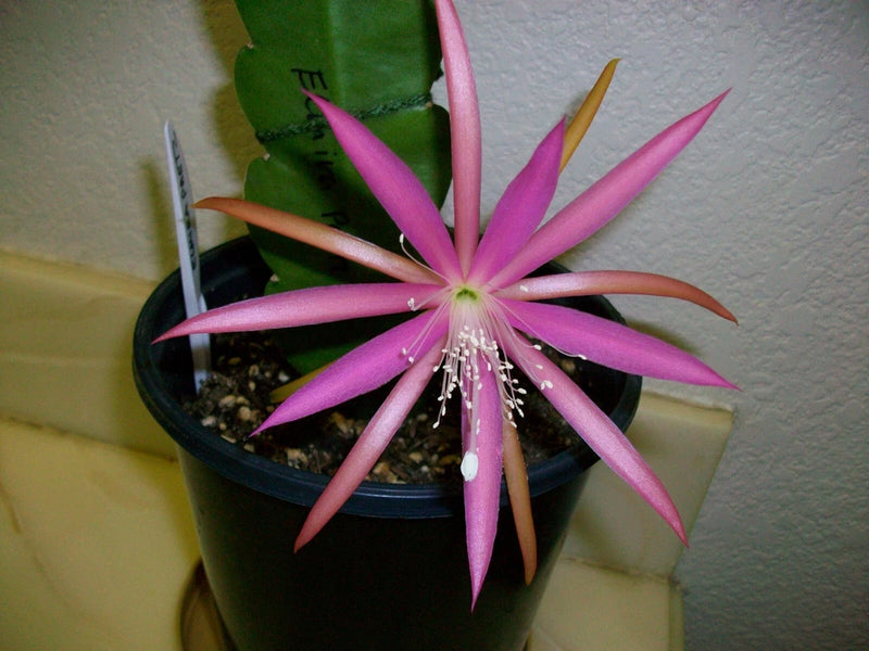 Orchid cactus in black pot with pink star-shaped blooms