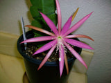 Epiphyllum, Orchid Cactus, " ELMIRA PAETZ ", Don's Quart pots APRIL/1 Orchids