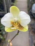 Original Phal Phalaenopsis species stuartiana var nobilis-FRAGRANT Orchids