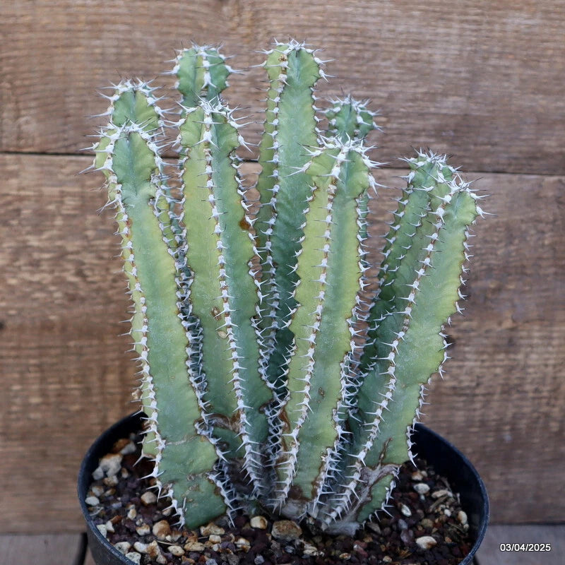 Potted green Euphorbia polyacantha cactus with multiple tall upright stems and spines